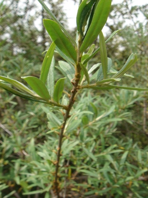 Hippophae rhamnoides P4 P17